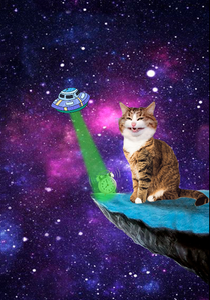 play Cat Throws Things Down