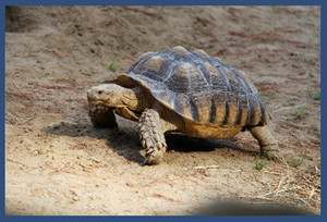 play Washed Up Turtle Simulator