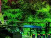 play Foliage Mossy Forest Escape