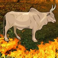 play Fire-Forest-Bull-Escape