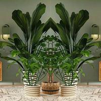 play Jungle Wallpaper House Escape Html5