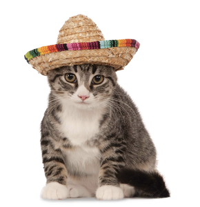 play Mr. Cat