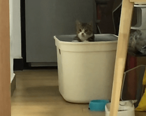 play Drum Cat