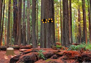 Redwood Forest Panda Escape