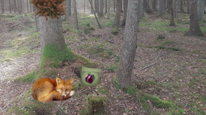 play Sunlight Forest Adventure