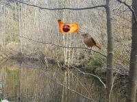 play Sunlight Forest Adventure