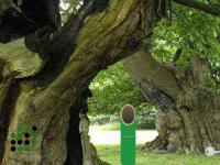 play Rat Escape From Greenery Forest