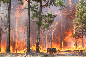 play Only You Can Prevent Forest Fires