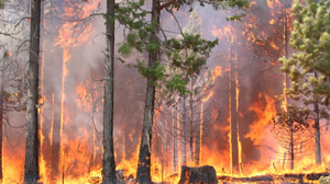 play Only You Can Prevent Forest Fires