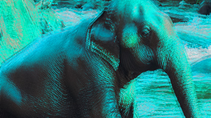 play Blue Elephant