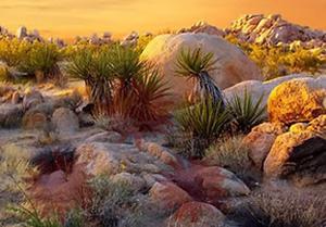 play Desert Barbary Buffalo Escape