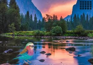 Colourful Bird Pair Escape