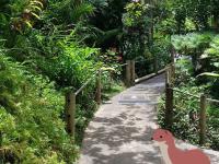 play Hawaii Grove Forest Escape