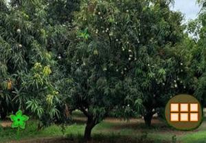 play Mango Farm Escape