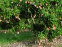 play Mango Farm Escape