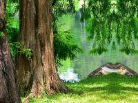 play Glamorous Forest Escape