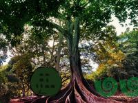 play Escape From Mossy Trees