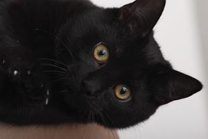 play Victoria'S Cat