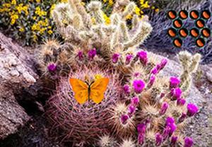 play Cactus Garden Escape