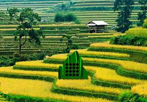 play Rice Terrace Field Escape