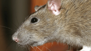 play Rattertatter V1 (Update!)