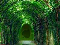 play Escape Peacock From Forest