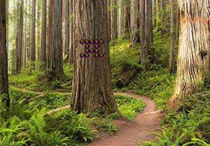 Escape From Redwood Forest game