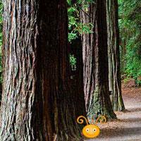 Big-Escape From Redwood Forest Html5