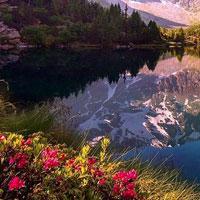play Searching Neelakurinji Flower Html5