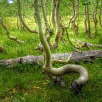 play G2R-Nature Lawn Escape Html5