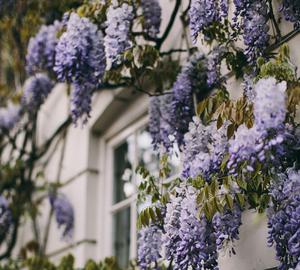 play Wisteria: False Aster