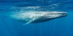 play Whale Music Adventure