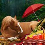 play Clump-Woods-Hidden-Object