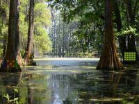 play Mangrove Plants Island Escape