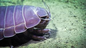 play Ravenous Giant Isopod