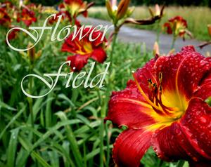 play Flower Field