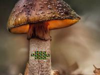 play Fantasy Snail Land Escape