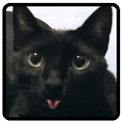 play Memory Cats