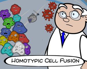 play Homotypic Cell Fusion