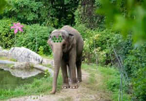 play Living Elephant Land Escape