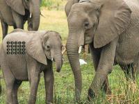 play Living Elephant Land Escape