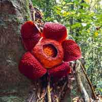 play G2R-Rafflesia Flower Forest Escape Html5