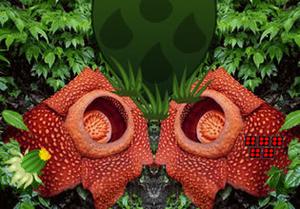 play Rafflesia Flower Forest Escape