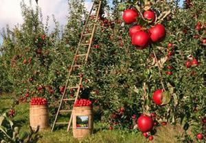 play Escape From Apple Farm