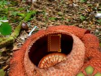 play Rafflesia Flower Forest Escape