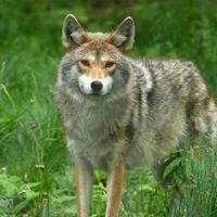 play Big-Nature Wolf Forest Escape Html5
