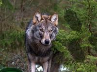 play Nature Wolf Forest Escape