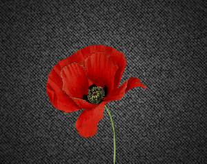play The Poppy Flower