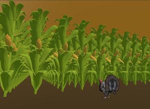 play Turkey Likes Corn