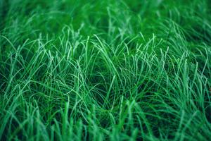play Touch Grass